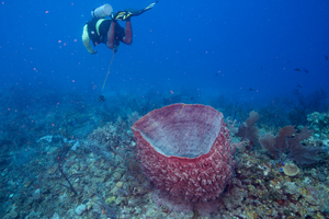 10/2/2021<br>David swims away with his lunch.