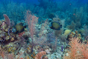 10/2/2021<br>A pair of French Angelfish tagging along with us.  