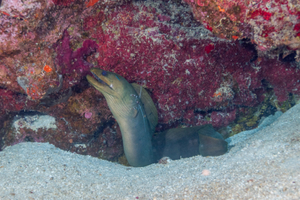 10/3/2021<br>Here a Green Morat Eel is allowing a Banded Coral Shrimp to climb up and clean parasites off.