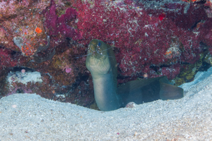 10/3/2021<br>Banded Coral Shrimp getting fed by cleaning parasites of the skins and scales of predators like this Green Moral Eel.