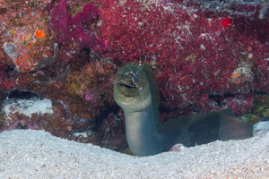 10/3/2021<br>Banded Coral Shrimp on Green Moray Eel.