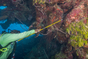 10/3/2021<br>David spearing another Lionfish.