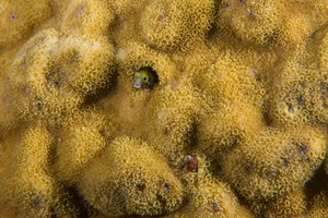 10/3/2021<br>Roughhead Blenny