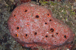 10/3/2021<br>Red Boring Sponge