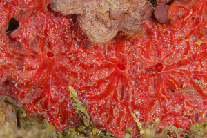 10/3/2021<br>Red Encrusting Sponge