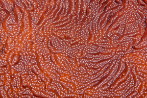 10/3/2021<br>Whitestar Sheet Coral