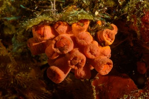 10/3/2021<br>Orange Cup Coral