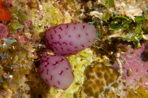 10/3/2021<br>Strawberry Tunicate