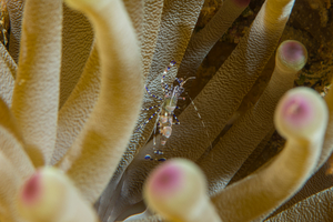 10/3/2021<br>Spotted Cleaner Shrimp in Anemone.  It is very common to see small shrimp and crabs living in and under anemones.