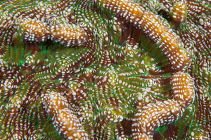 10/3/2021<br>Atlantic Mushroom Coral