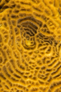 10/3/2021<br>Fragile Saucer Coral