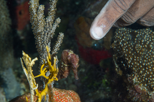 10/3/2021<br>David points to a Longsnout Seahorse.