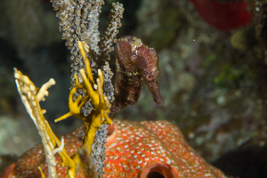 10/3/2021<br>Longsnout Seahorse