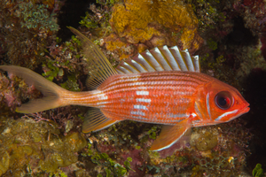 10/3/2021<br>Longjaw Cardinalfish