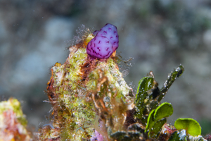 10/4/2021<br>Strawberry Tunicate