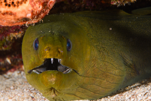 10/4/2021<br>Green Moray Eel