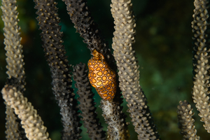 10/4/2021<br>Flamingo Tongue