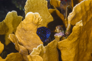 10/4/2021<br>Juvenile Yellowtail Damselfish peeking out from Scaled Lettuce Coral