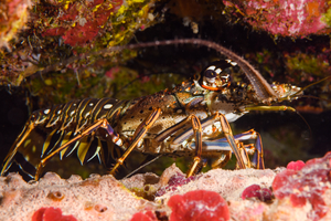 10/4/2021<br>Caribbean Lobster