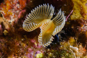 10/4/2021<br>Red-Spotted Horseshoe Worm