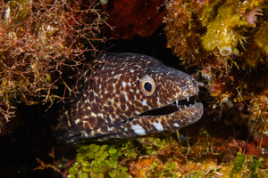 10/4/2021<br>Spotted Eel