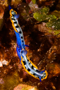 10/4/2021<br>A pair of Indigo Crowned Sea Goddesses