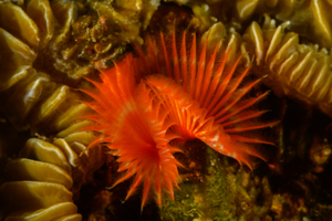 10/4/2021<br>Star Horseshoe Worm