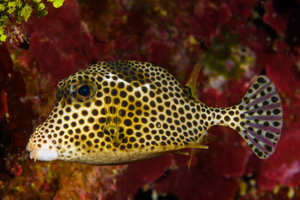 10/4/2021<br>Spotted Trunkfish