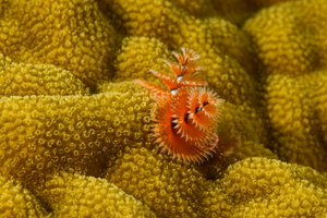 10/4/2021<br>Christmas Tree Worm