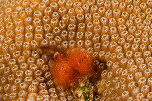 10/4/2021<br>Star Horseshoe Worm