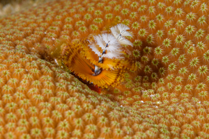 10/4/2021<br>Christmas Tree Worm