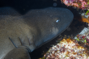 10/4/2021<br>Nurse Shark