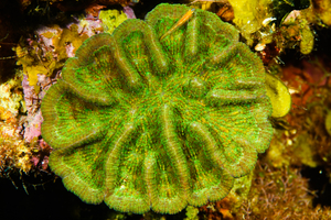 10/4/2021<br>Ridged Cactus Coral