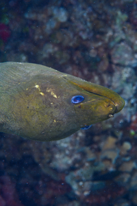 10/4/2021<br>This Green Morey Eel kept following us on a dive where David killed a lot of Lionfish.  The eel had probably already eaten 5 dead fish left behind, and now she is following us for more.