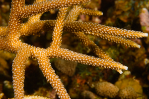 10/4/2021<br>Staghorn Coral