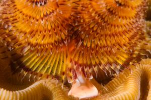 10/4/2021<br>Christmas Tree Worm