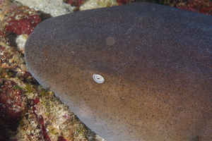 10/5/2021<br>Nurse Shark