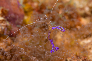 10/5/2021<br>Pedersen Cleaning Shrimp