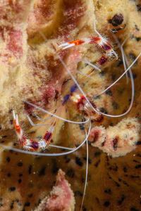 10/5/2021<br>Banded Coral Shrimp