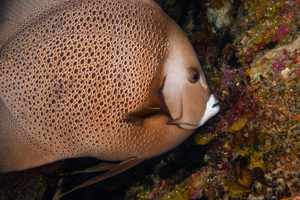 10/5/2021<br>French Angelfish