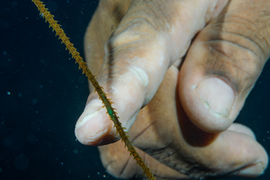 10/5/2021<br>David points to a Wire Shrimp on Wire Coral.  See the green spot in front of his finger?