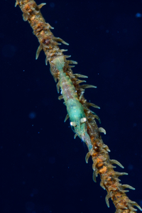 10/5/2021<br>Wire Shrimp