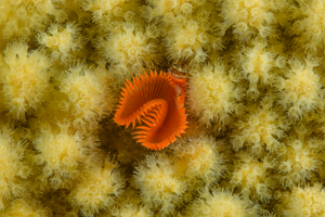 10/5/2021<br>Star Horseshoe Worm