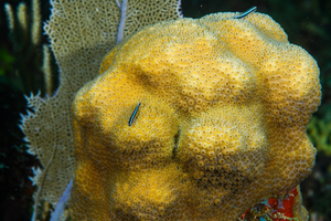 10/5/2021<br>Lobed Star Coral with Neon Gobies