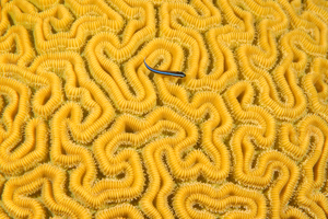 10/5/2021<br>Caribbean Neon Goby on Boulder Brain Coral