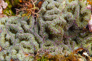 10/5/2021<br>Florida Corallimorphs