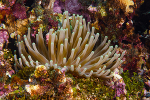 10/5/2021<br>Giant Anemone