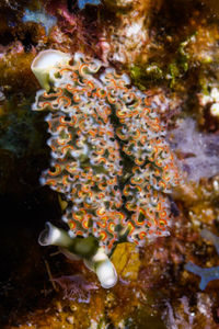 10/5/2021<br>Lettuce Sea Slug, top view