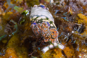 10/5/2021<br>Lettuce Sea Slug, here rolling over from being upside-down.  You can see the sides and bottom.