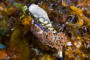 10/5/2021<br>Lettuce Sea Slug, still unwinding.